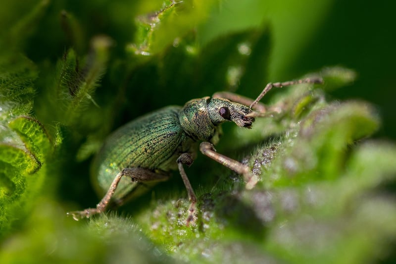 Aphids